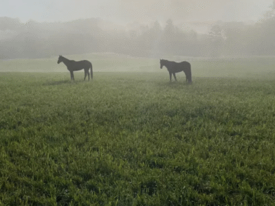 Fox Trail Farm